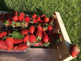 Compraré fresas devueltas a cadenas minoristas, en intercambios, en
