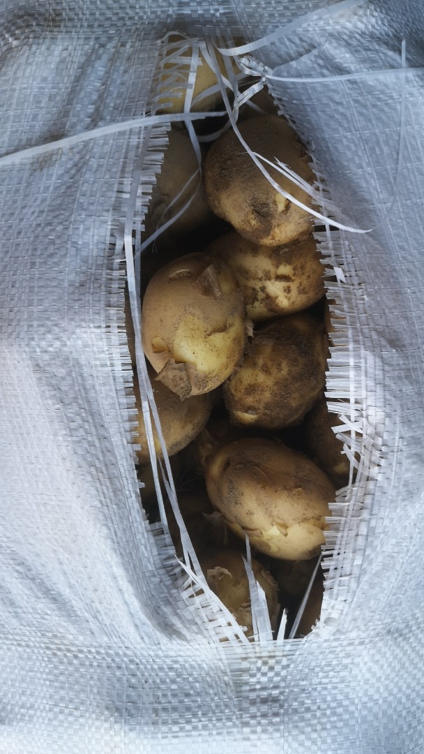 Vendo patatas nuevas entre 25 y 50 toneladas