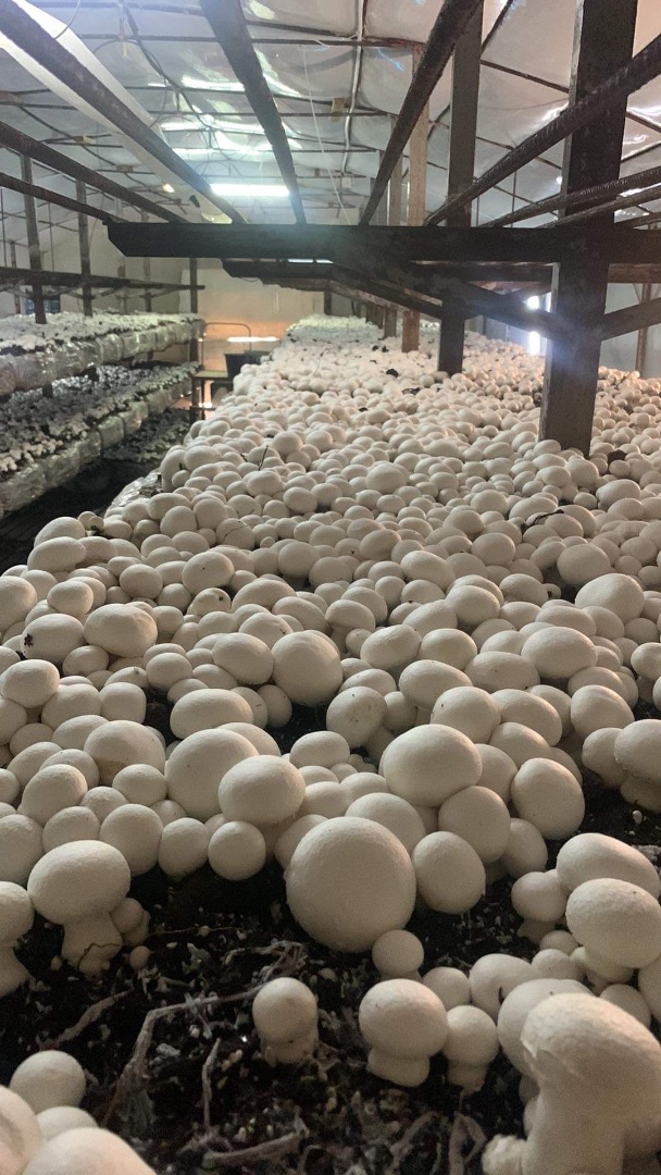 Vendo champiñones blancos en jaulas de 3/4 kg