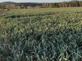 La empresa comercial busca compradores para la nueva cosecha