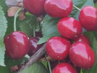 Cerezas ilimitadas