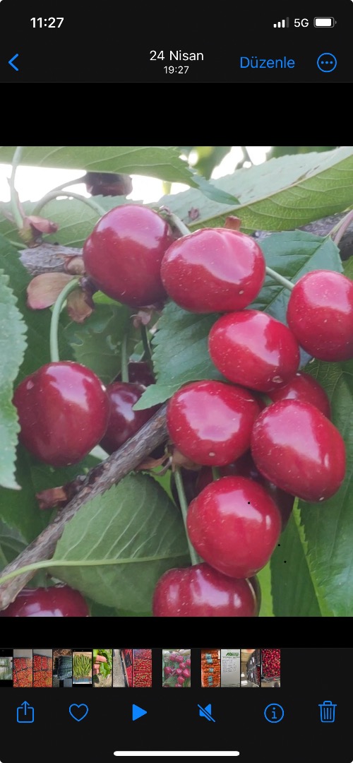 Cerezas ilimitadas