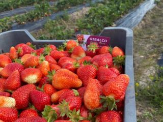 Fresas frescas