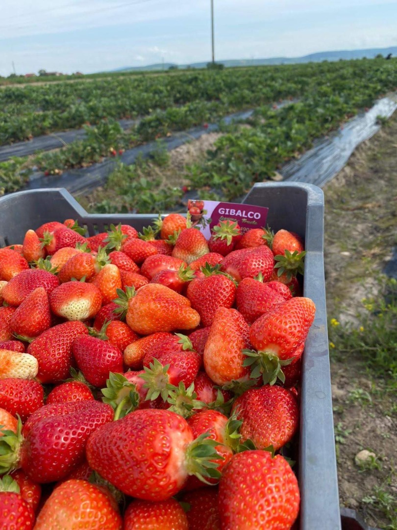 Fresas frescas