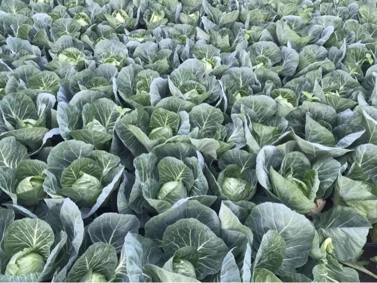 Hola, tengo una gran cantidad de repollo tierno a la venta, el repollo ya está disponible