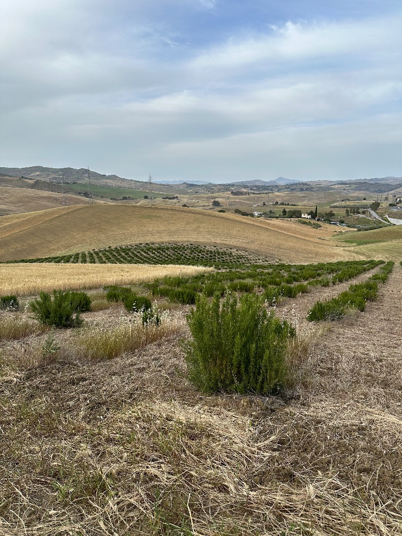 ROMERO ORGÁNICO EN VENTA, POR FAVOR, VENGA A RECOGERLO EN EL CAMPO (SICILIA, CALTANISSETTA)