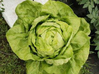 Hola, tengo una lechuga mantecosa muy bonita, aproximadamente 800