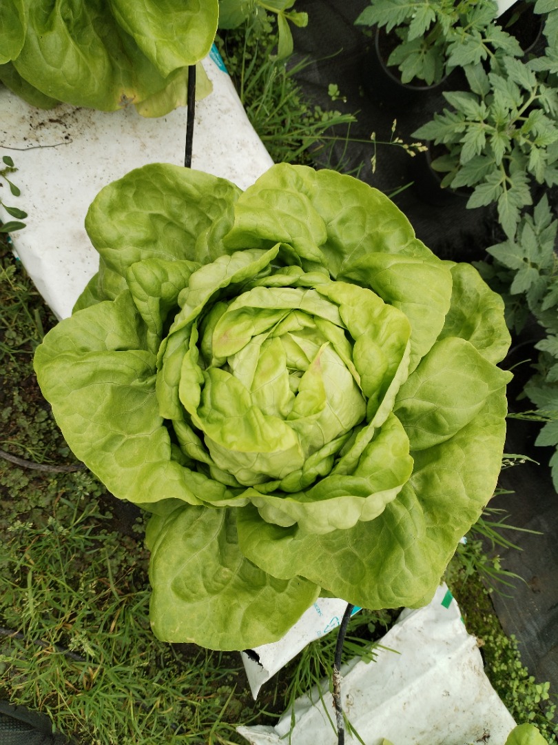 Hola, tengo una lechuga mantecosa muy bonita, aproximadamente 800 piezas