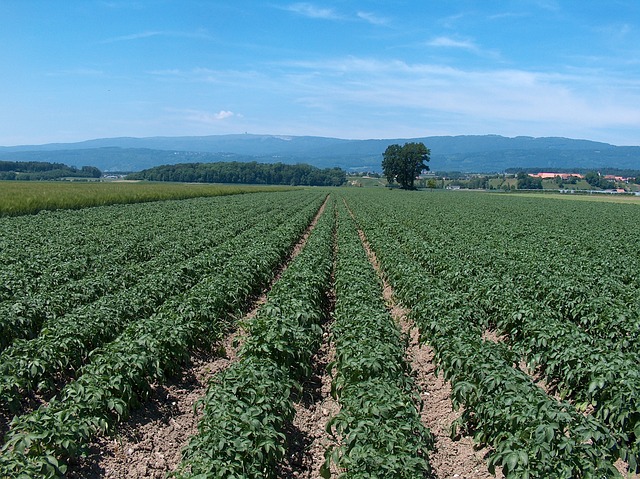 ¡Hola! Somos un colectivo de agricultores de Rumania y buscamos vender verduras y frutas de alta calidad en grandes cantidades, especialmente patatas