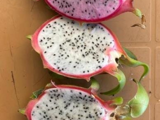 La pitahaya de alta calidad estará disponible en junio.