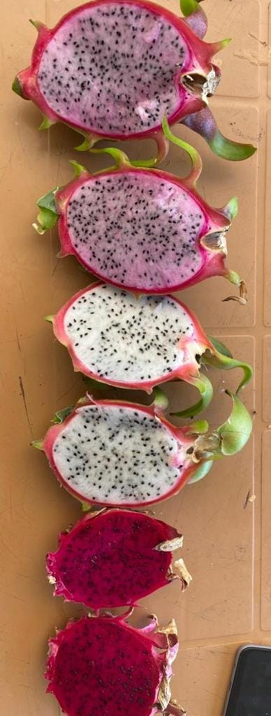 La pitahaya de alta calidad estará disponible en junio