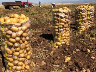 Han comenzado las ventas de patatas de nueva cosecha