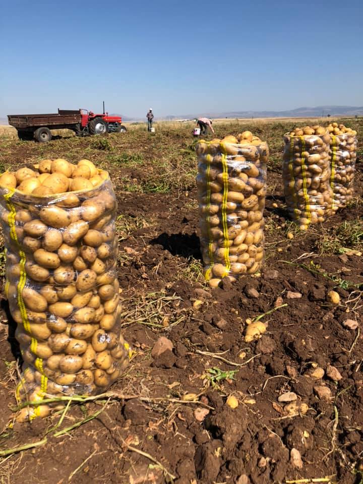 Han comenzado las ventas de patatas de nueva cosecha de alta calidad