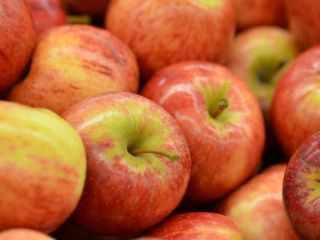 Agro cars LTD ofrece manzanas de varias variedades de