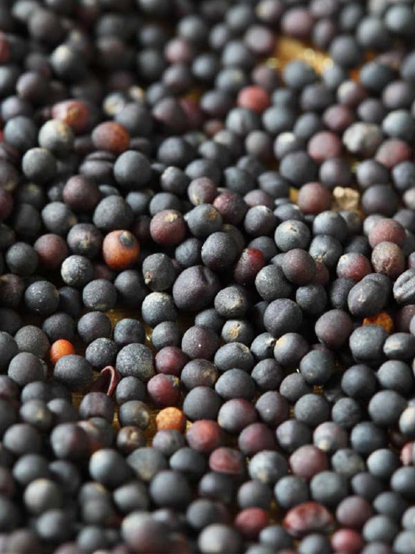Agro cars LTD ofrece colza de buena calidad de origen ucraniano: -Tenemos todos los certificados de calidad -El embalaje es negociable (a granel o en big bag)