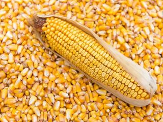 Agro cars LTD ofrece grano de maíz de buena