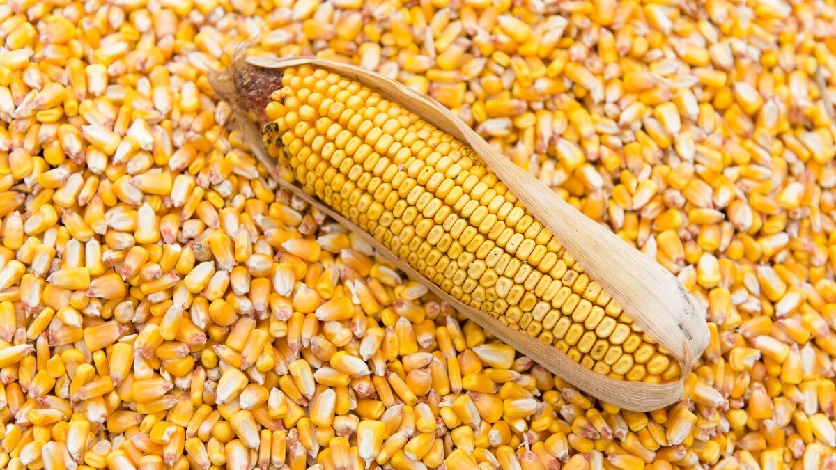 Agro cars LTD ofrece grano de maíz de buena calidad de origen ucraniano: -Tenemos todos los certificados de calidad -El embalaje es negociable (a granel o en