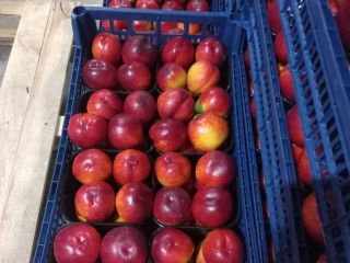 Vendo hermosas nectarinas patagónicas y melocotones Astoria, originarios de