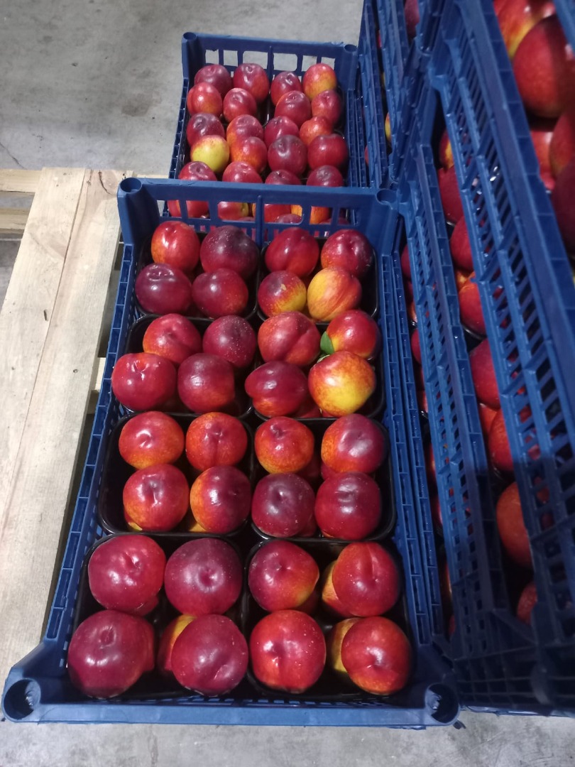 Vendo hermosas nectarinas patagónicas y melocotones Astoria, originarios de Türkiye