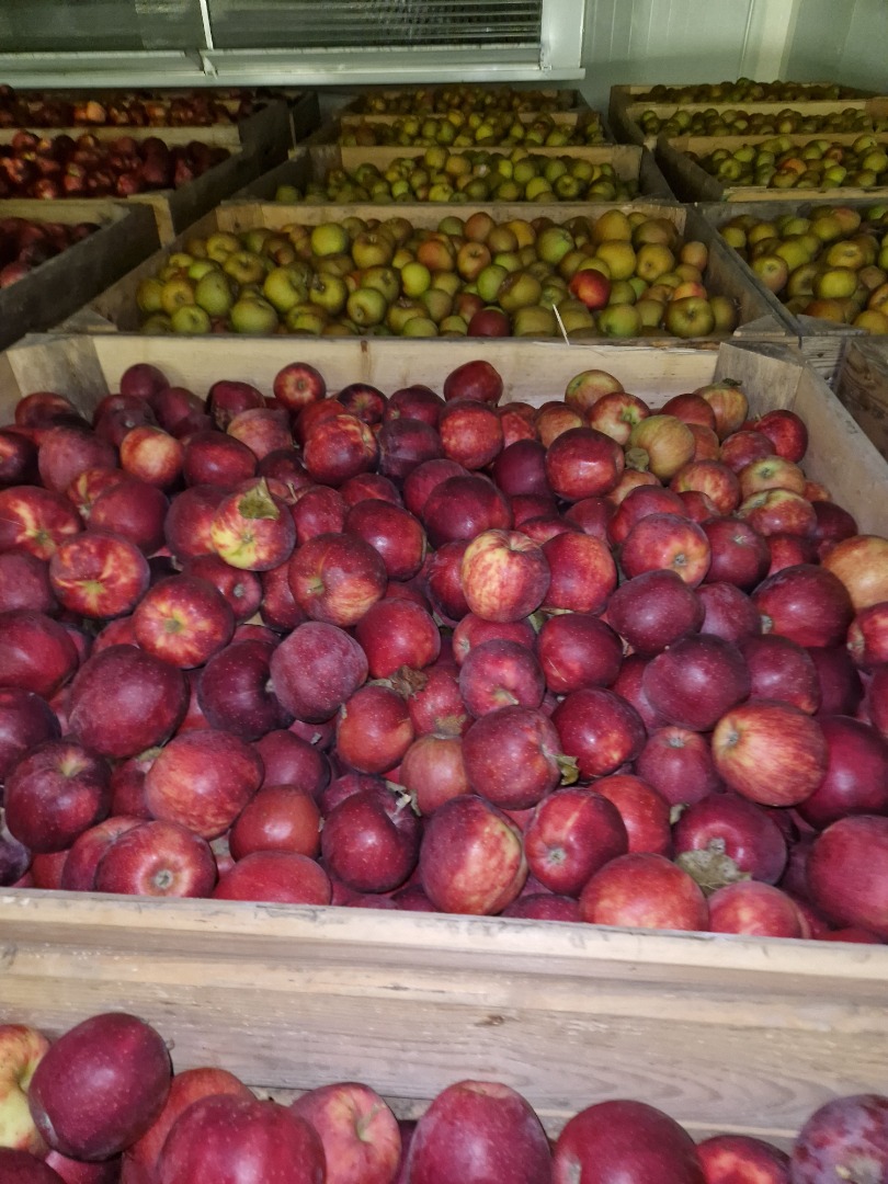 Buenos días, vendemos Royal Gala, Gala Must, RedCap, Jonagored, Rubinstar, Decosta, Red Jonaprince, Szampion, Gloster, Golden Delicious, Ligol e Idared, que