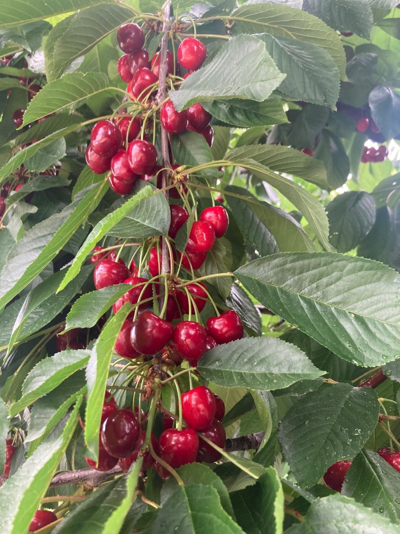 DM Global Trade OHG es una empresa alemana que importa frutas de temporada de las reconocidas regiones productoras de Turquía a Alemania y Europa y las vende