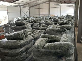 Vendemos pepinos rumanos al por mayor, tanto a nivel