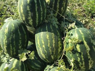 ¡Sandías premium al por mayor de Divjake, Albania! ¿Busca