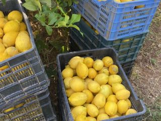 Limones ecológicos del campo a la mesa ,buena calidad