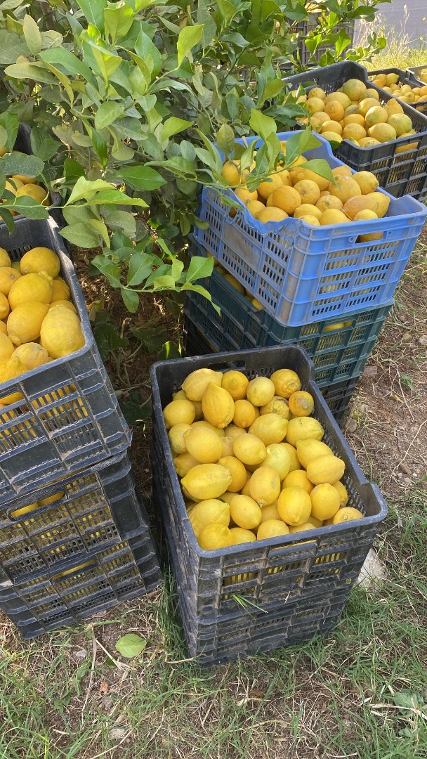 Limones ecológicos del campo a la mesa ,buena calidad de finca propia ,limones en Malaga