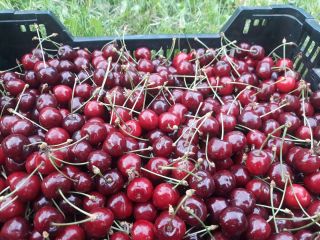 Cerezas de mayo directamente del huerto. Son cerezas tempranas,