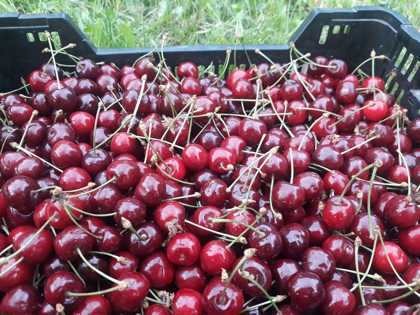 Cerezas de mayo directamente del huerto