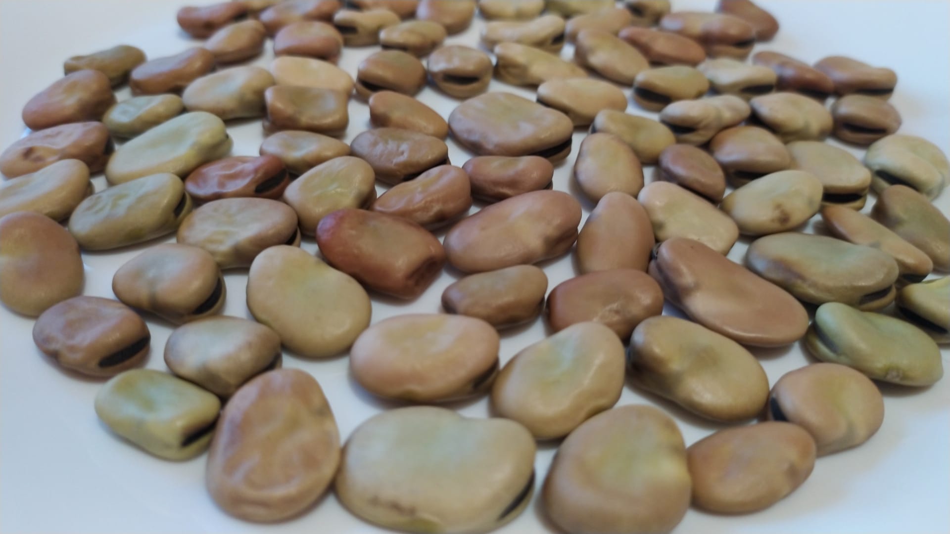 Venderé habas secas (de tamaño mediano) y garbanzos