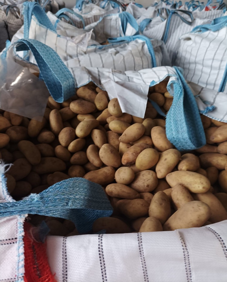 Venta de Patatas Mondial Big Bag de 40-60 mm (1250 kg netos) Entregas solo transporte completo - 19 pallets x 1250 kg netos