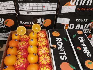 Naranjas Valencia de Egipto Calibre 64, 72, 80, 88