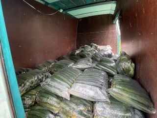 Petrich, vendo pepinos, tomates, etc.
