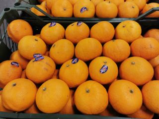 Venderé mandarina (Murcette) de Egipto. 200 palets disponibles. Embalado