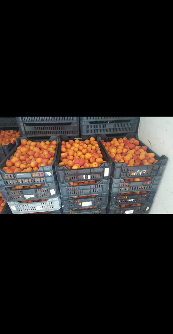 Hola, estoy comprando albaricoques en gran cantidad
