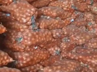 Vendemos cebollas amarillas, actualmente 500 toneladas, calibre 5-7, clasificadas,