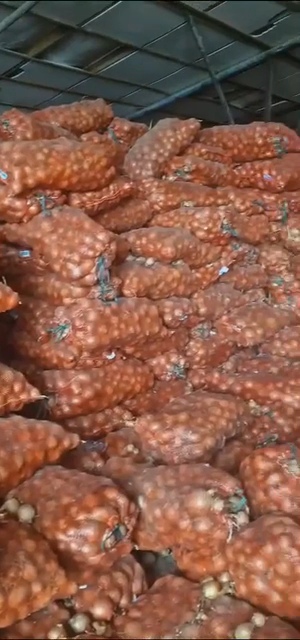 Vendemos cebollas amarillas, actualmente 500 toneladas, calibre 5-7, clasificadas, sin pudrir, envasadas en sacos de 35 kg o big bag