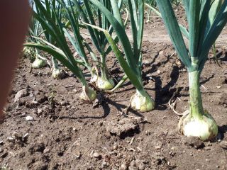 Venta de cebollas de invierno veloces. Posibilidad de preparar