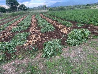 Papas Karlita [número de teléfono]