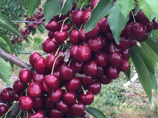 Estamos entusiasmados de ofrecer cerezas y manzanas de primera