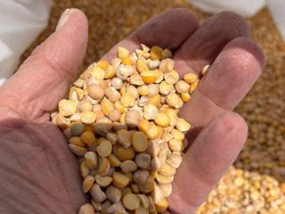 Venta de garbanzos en big bags o, mediante acuerdo,