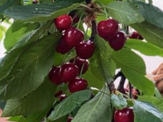 Hola, tengo a la venta una cereza de arpillera.