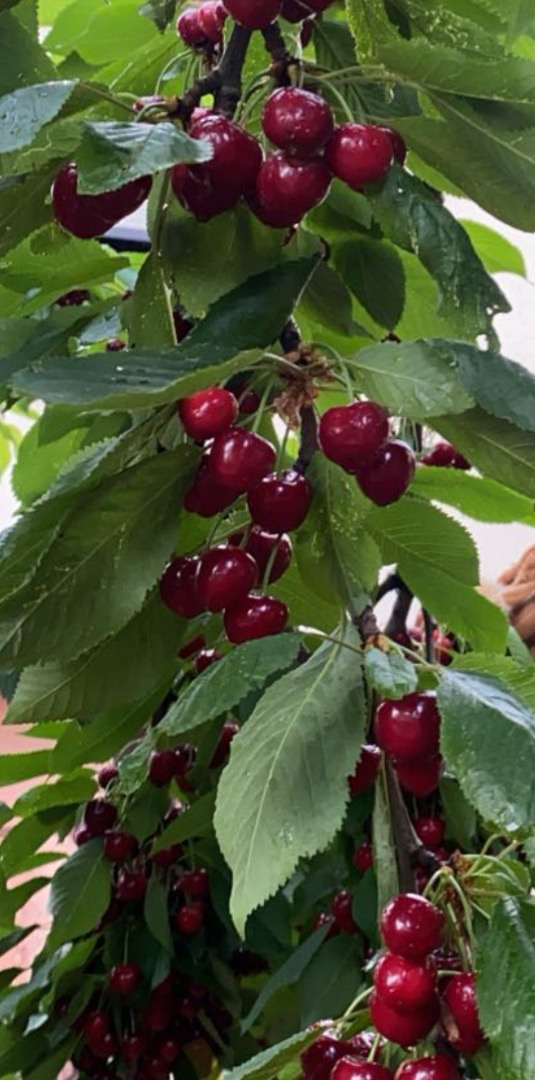 Hola, tengo a la venta una cereza de arpillera