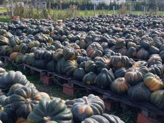 Calabazas tunecinas premium: excelencia exportadora en todo el mundo