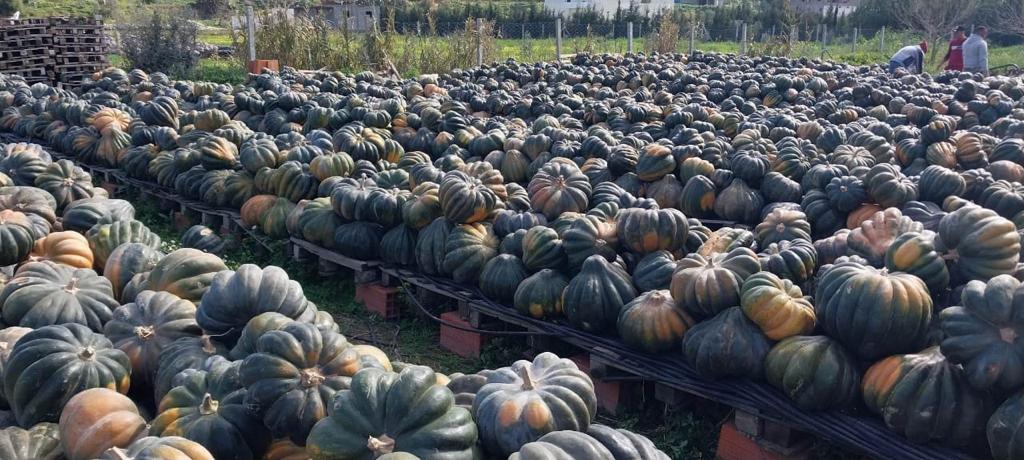 Calabazas tunecinas premium: excelencia exportadora en todo el mundo Nuestra empresa ofrece calabazas tunecinas de alta calidad, conocidas por su rico sabor y