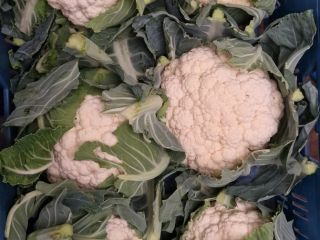 Venderé coliflor en grandes cantidades. Calibre 6/8 piezas [teléfono]