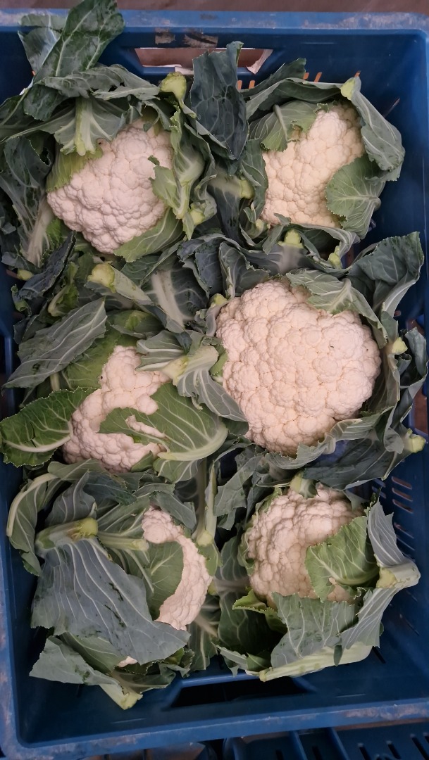 Venderé coliflor en grandes cantidades