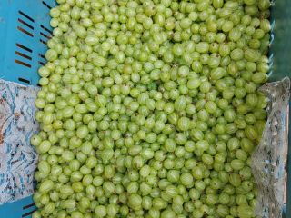 Venderé grosellas de la variedad Puszkinski, en cantidades de